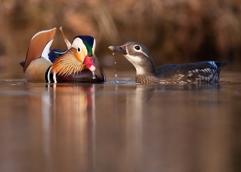 Mandarin Ducks in Water — Brown