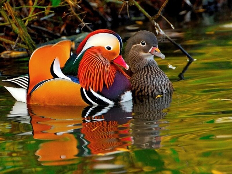Mandarin Ducks in Water — Orange