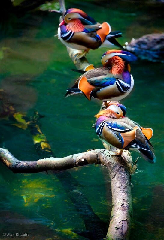 Mandarin ducks on a branch