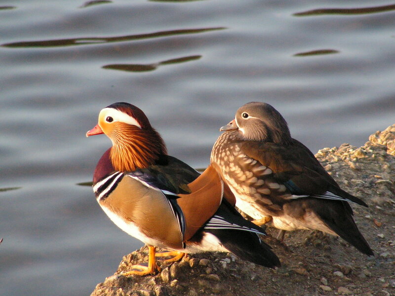 Mandarin Ducks on Rock
