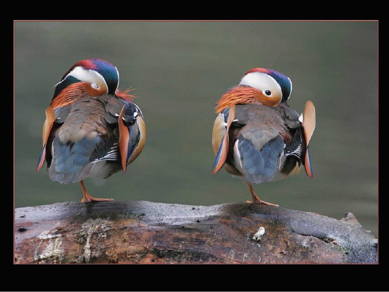 Mandarin ducks preening