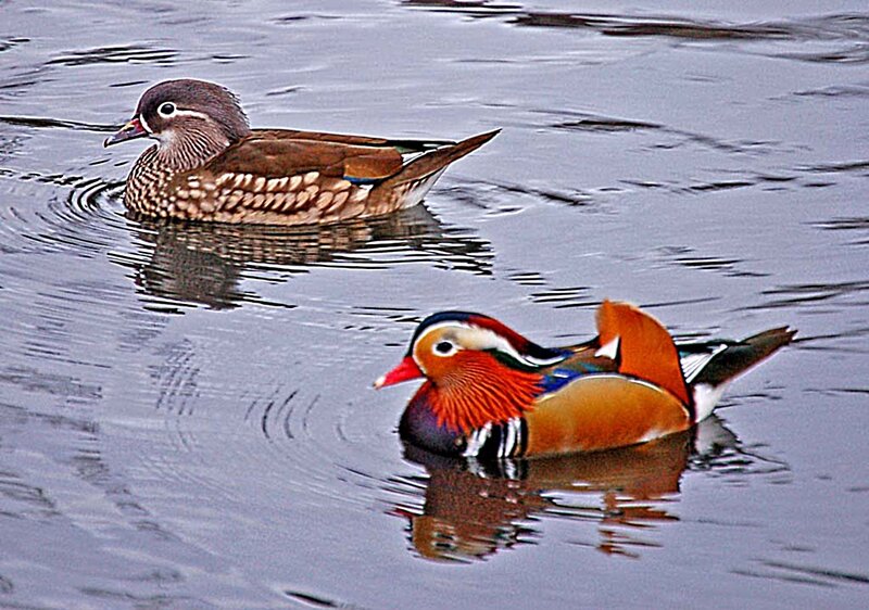 Mandarin Ducks Swimming — Brown