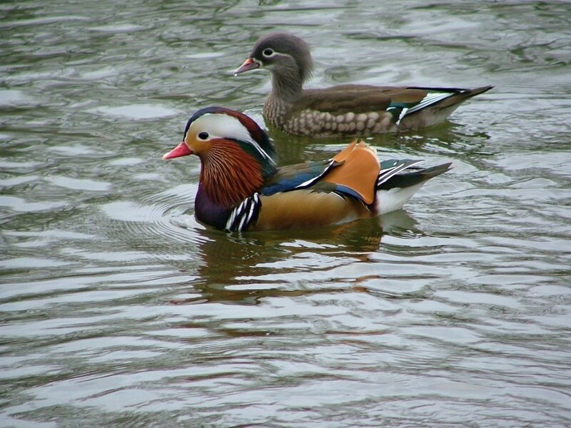 Mandarin ducks swimming