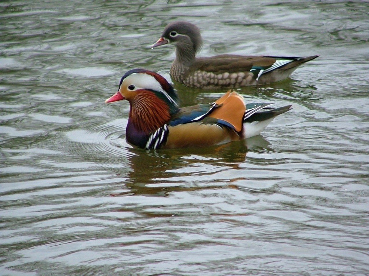 Mandarin ducks swimming
