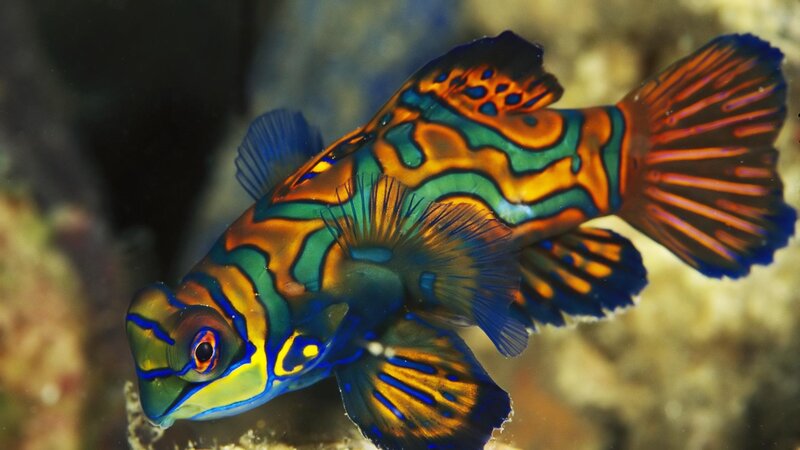 Mandarin Fish — Blue
