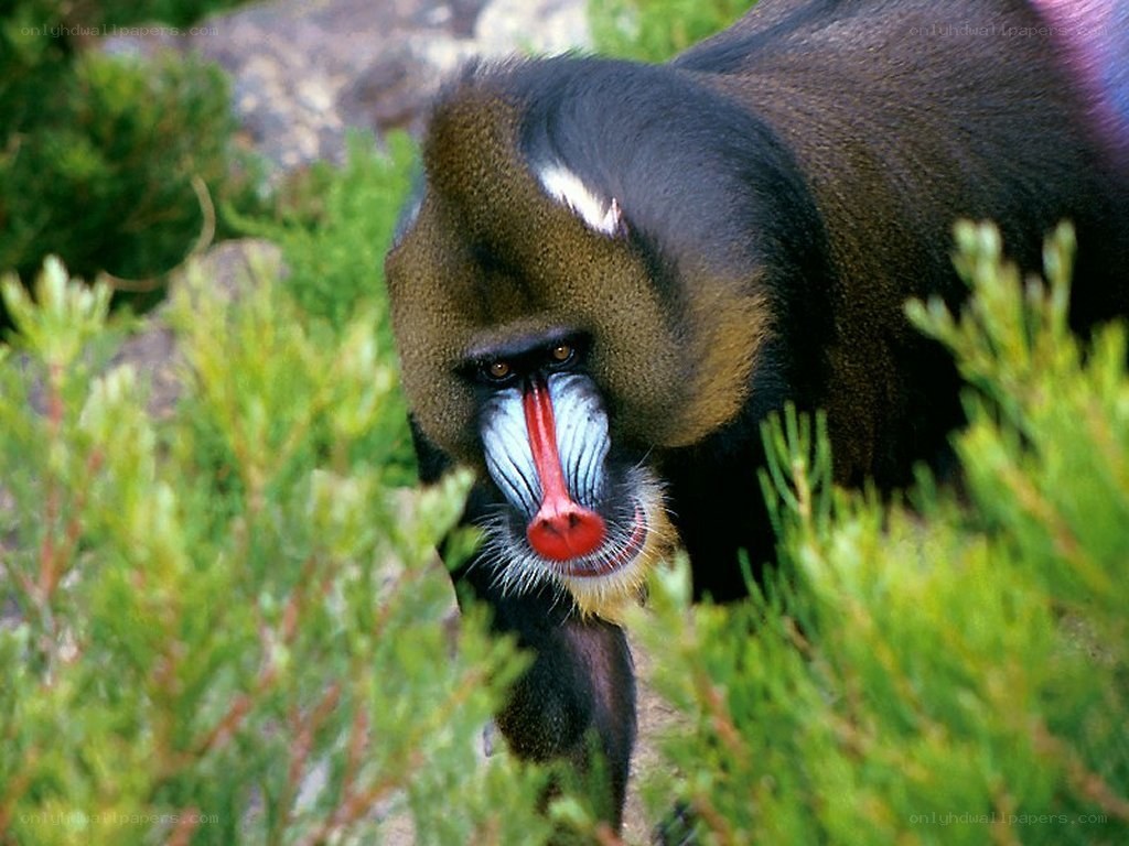 Mandrill in green foliage