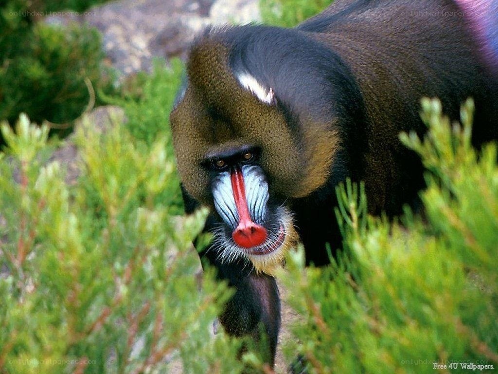 Mandrill in green foliage