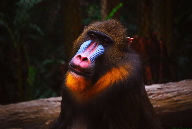 Mandrill Monkey — Black