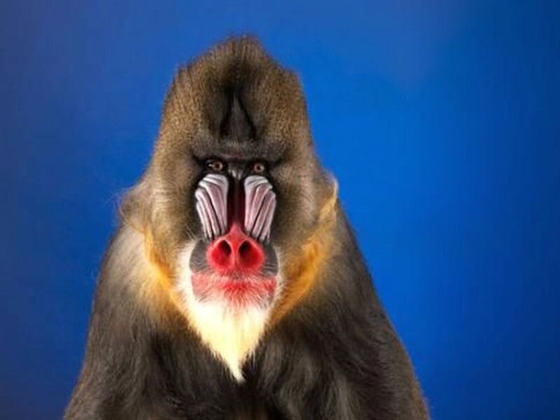 Mandrill Monkey — Blue