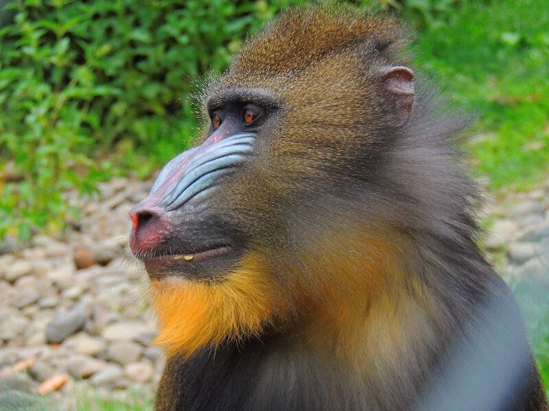 Mandrill Monkey — Brown, Calm