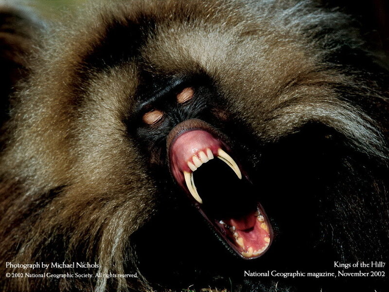 Mandrill Monkey — Brown