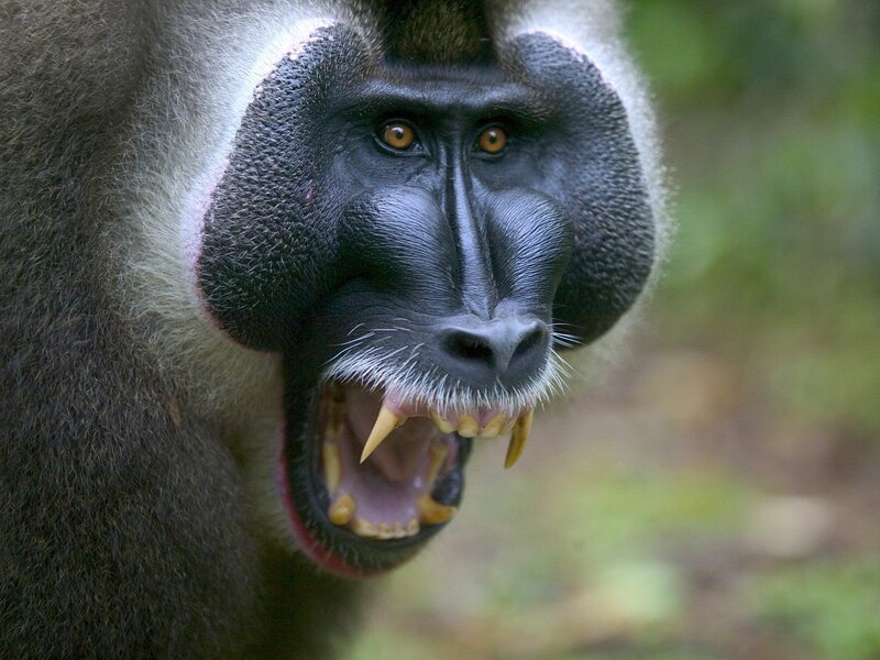 Mandrill Monkey Face — Black, Aggressive