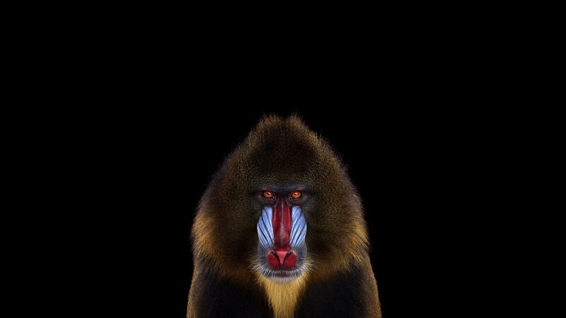 Mandrill Monkey Face — Black, Dramatic