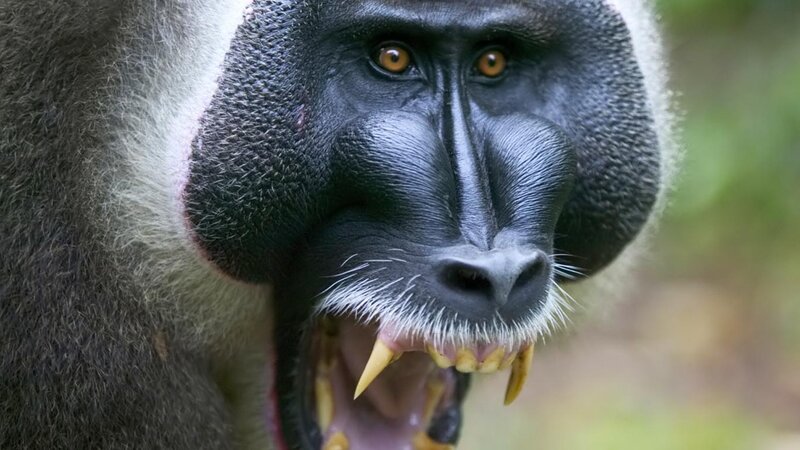 Mandrill Monkey Face — Black, Intense, Photograph