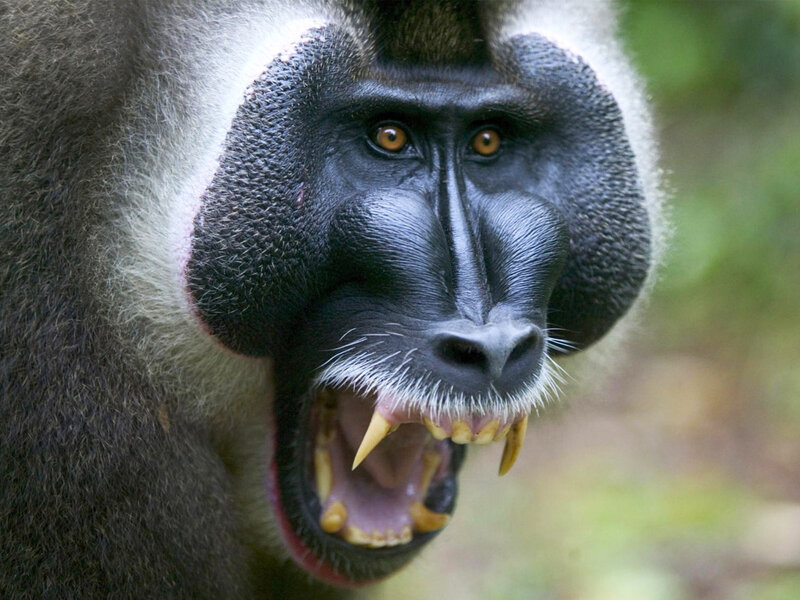 Mandrill Monkey Face — Black