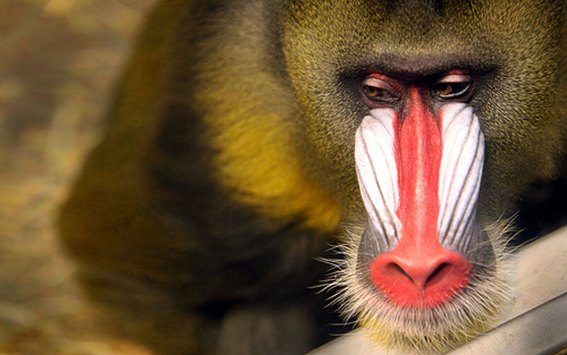 Mandrill Monkey Face — Green