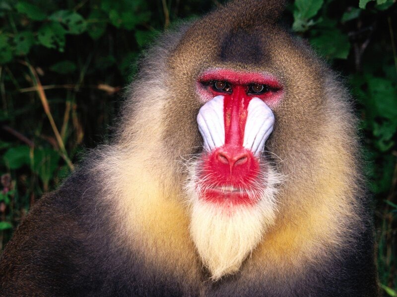 Mandrill monkey face