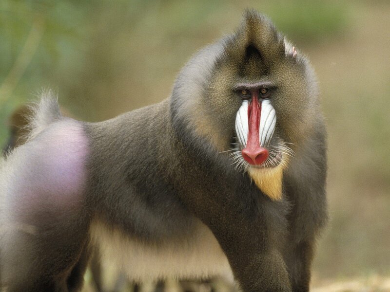 Mandrill Monkey — Gray, Alert
