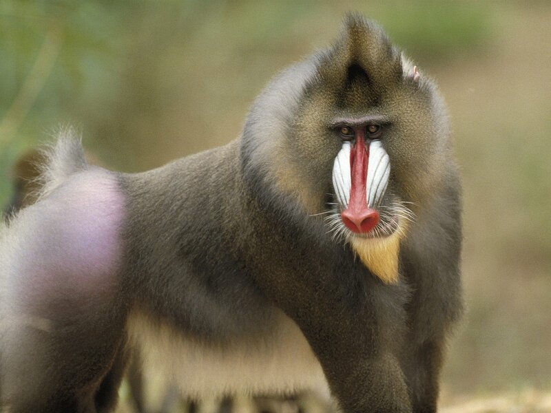 Mandrill Monkey — Gray, Natural