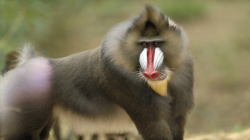 Mandrill Monkey — Gray, Neutral