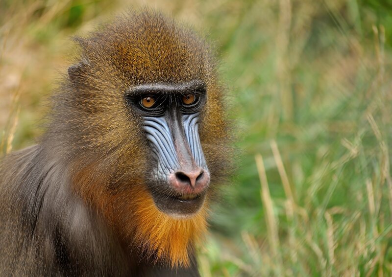 Mandrill monkey portrait