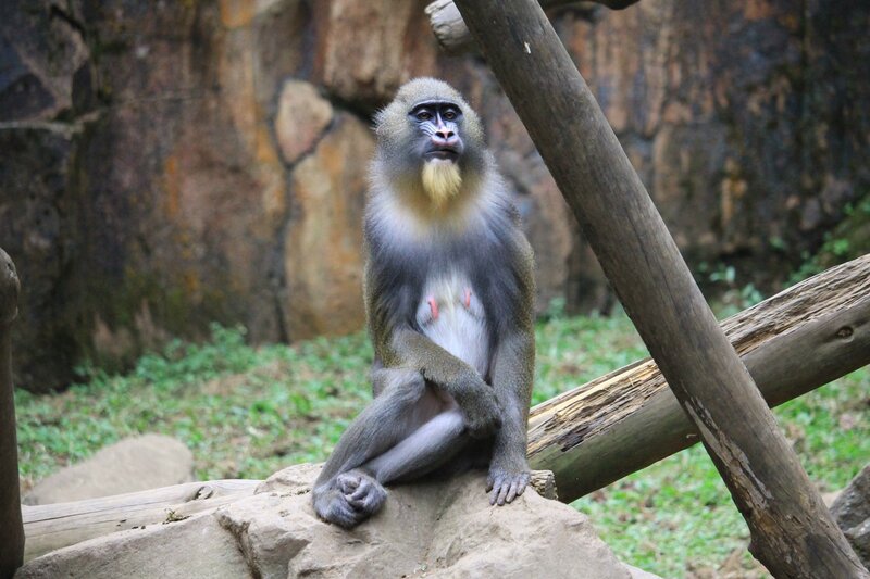 Mandrill monkey sitting on rock