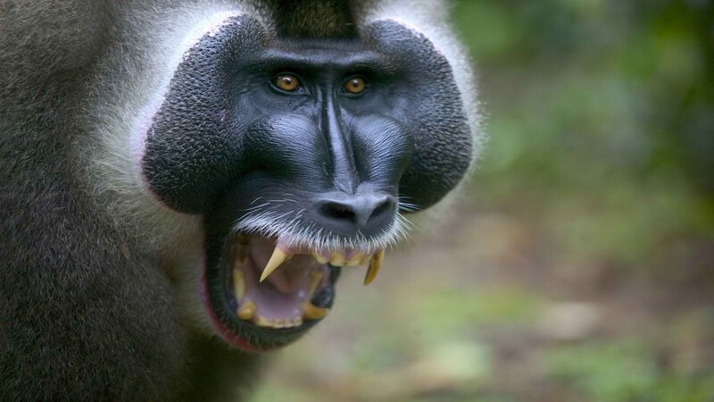 Mandrill Monkey Snarling — Black