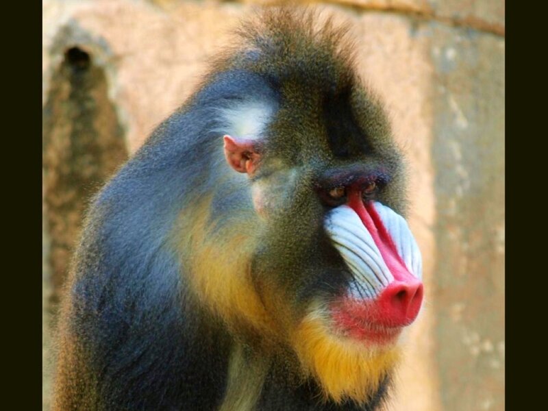 Mandrill Monkey