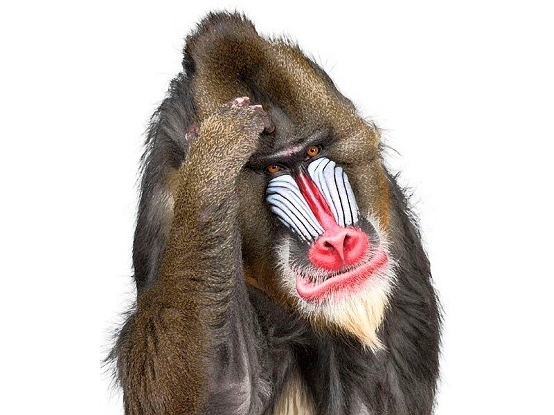 Mandrill monkey with colorful face