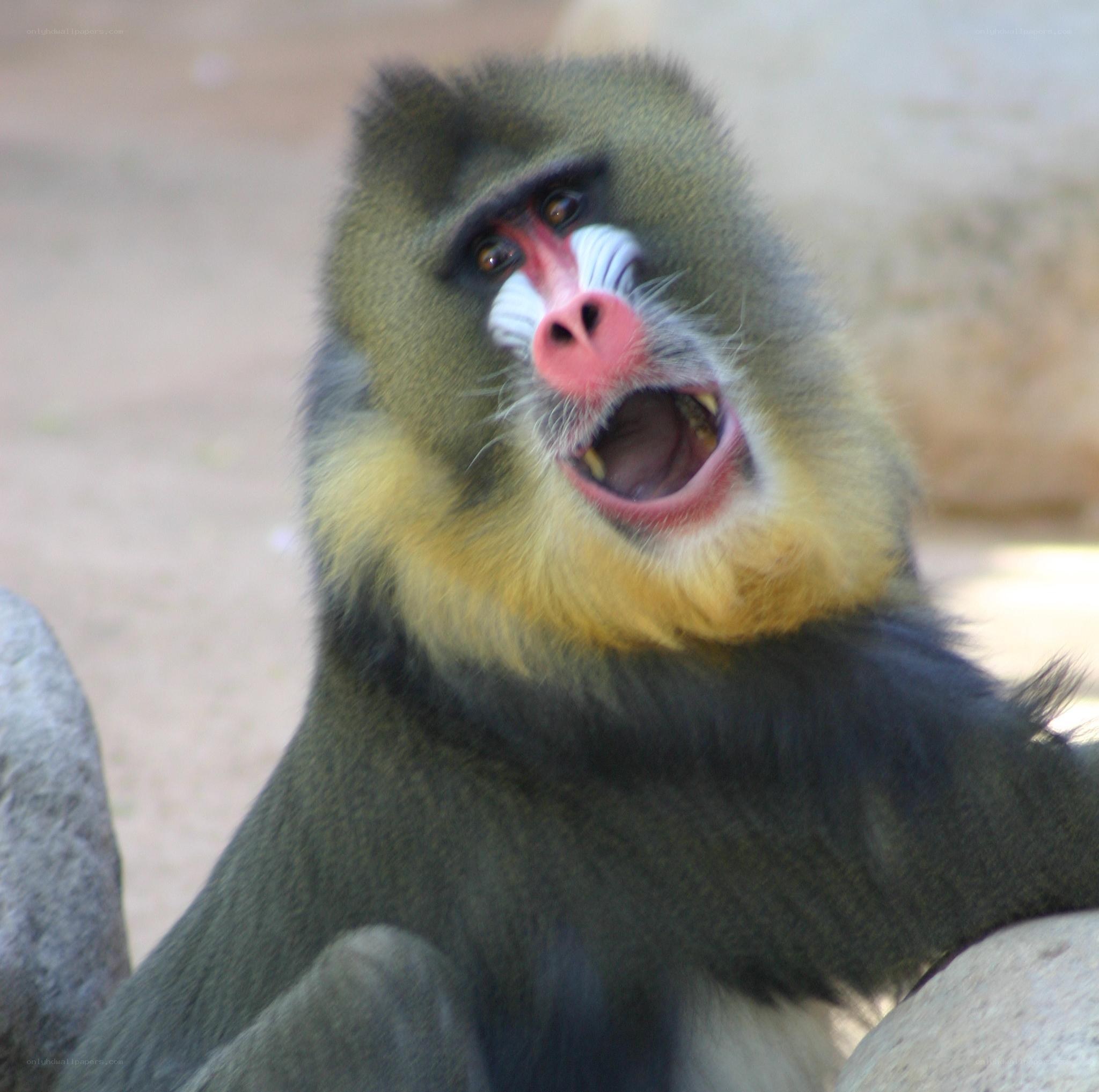 Mandrill monkey with open mouth