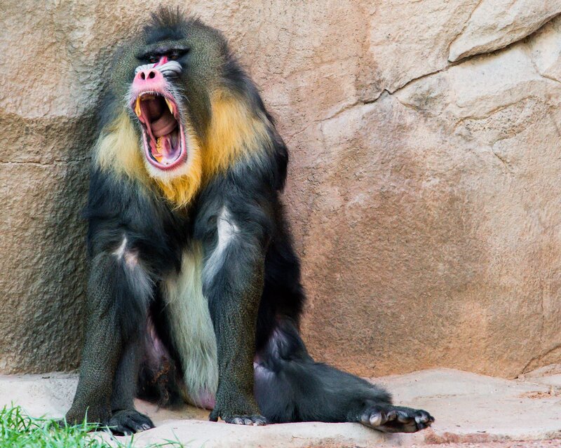 Mandrill Monkey Yawning — Black
