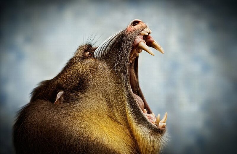 Mandrill Monkey Yawning