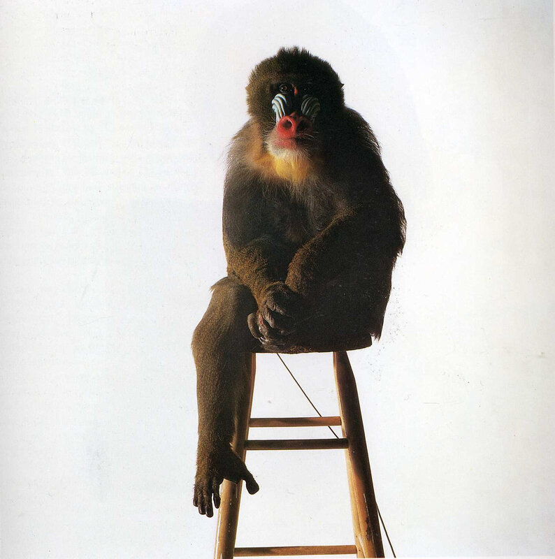 Mandrill on a stool