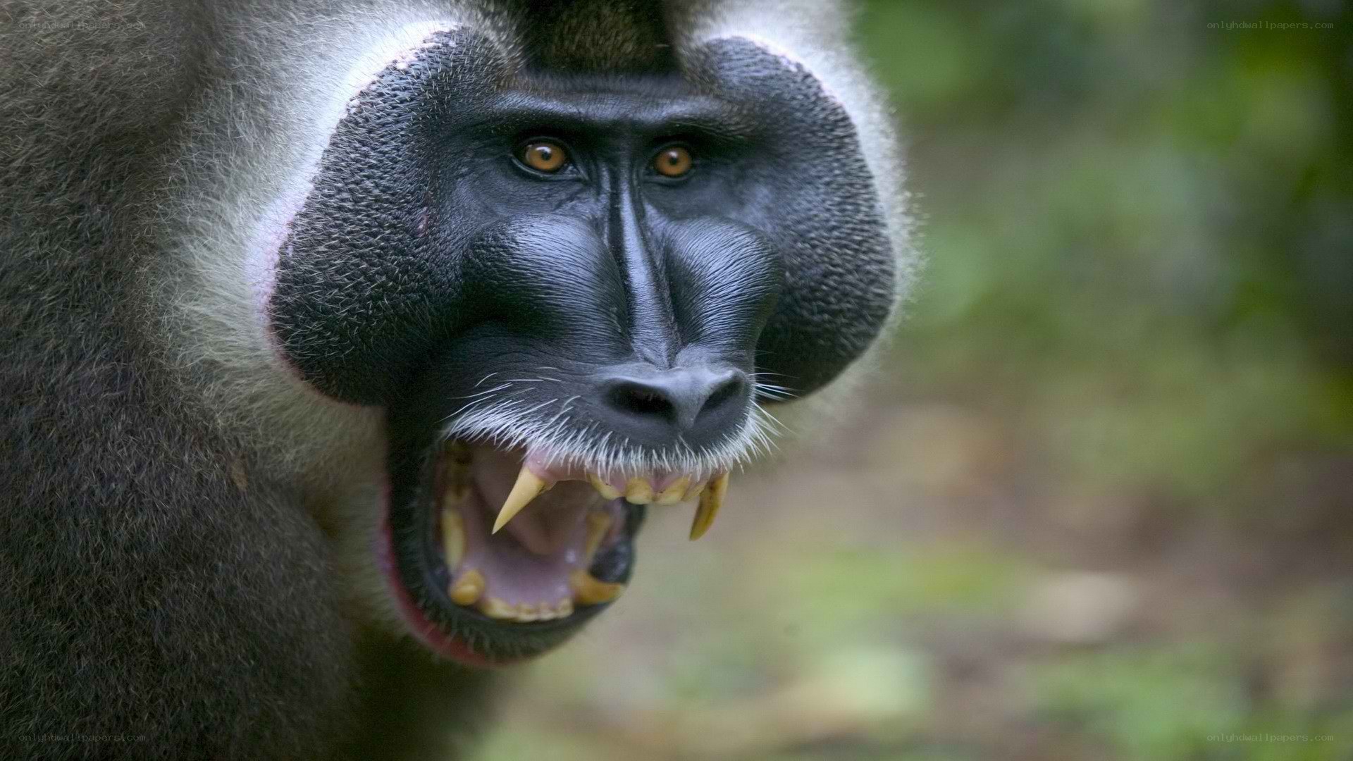 Mandrill with open mouth