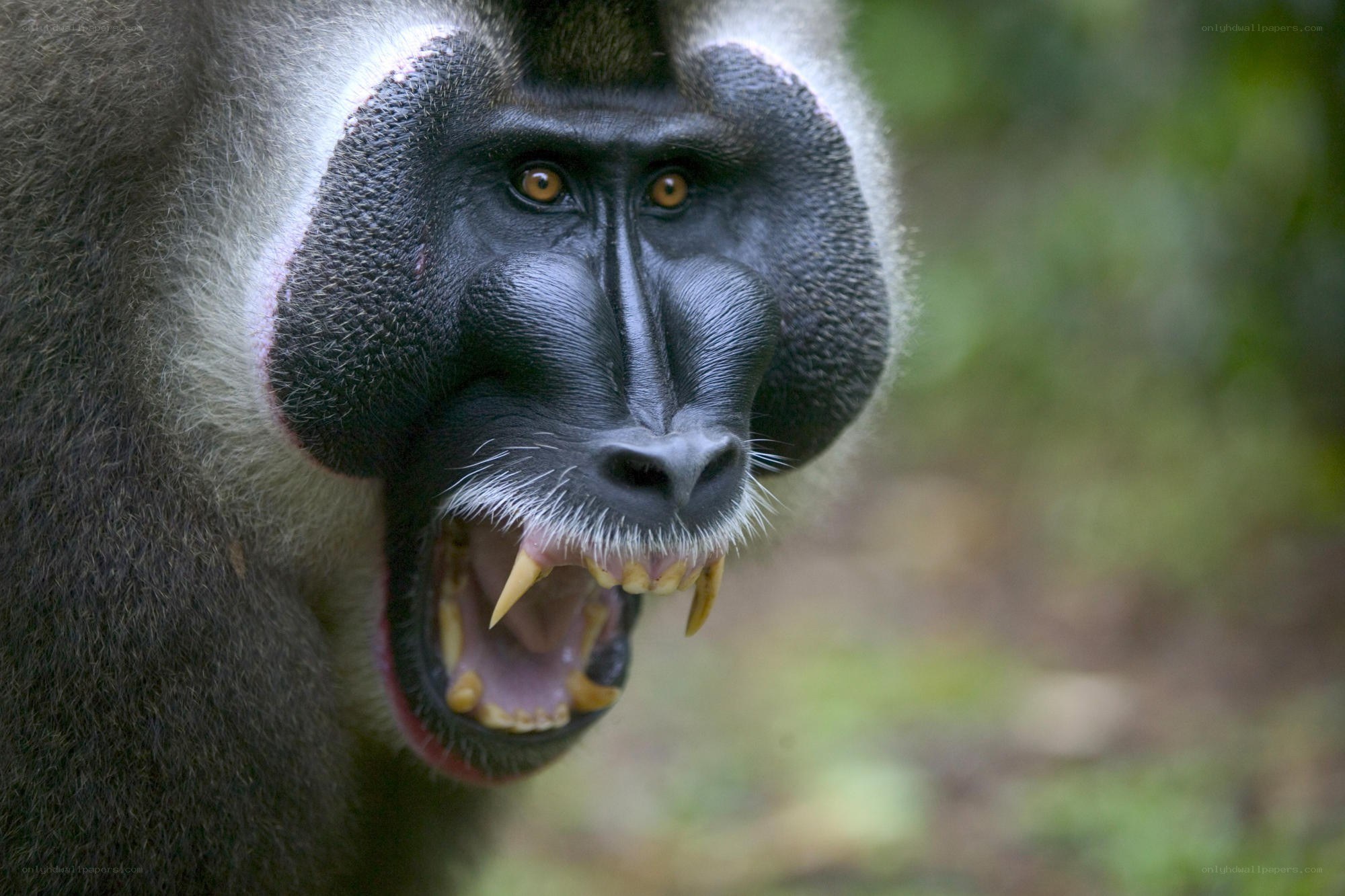 Mandrill with open mouth
