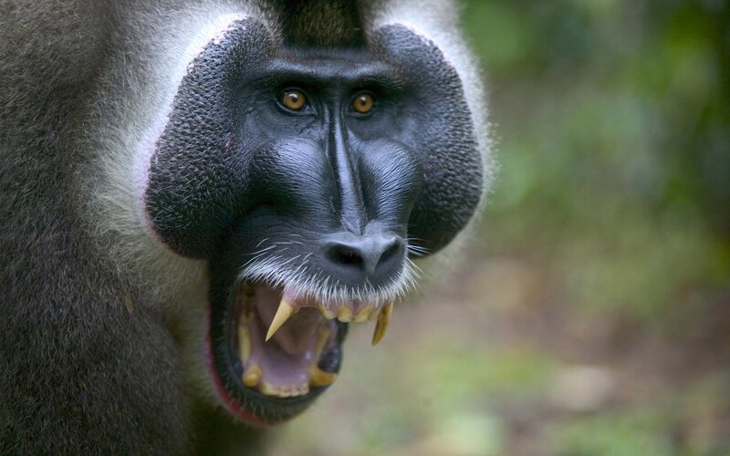 Mandrill with open mouth