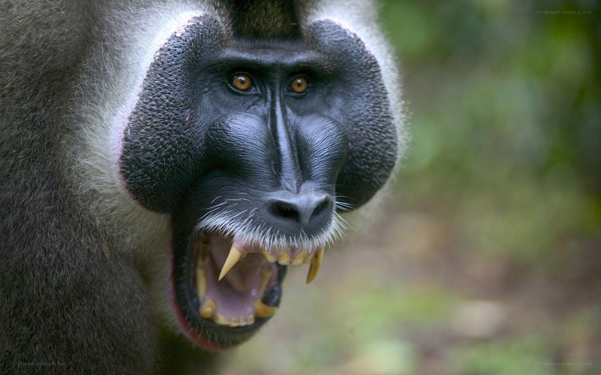 Mandrill with open mouth