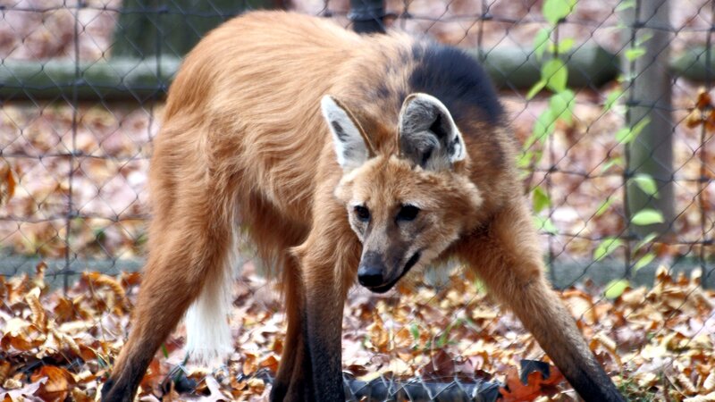 Maned Wolf in Enclosure — Brown