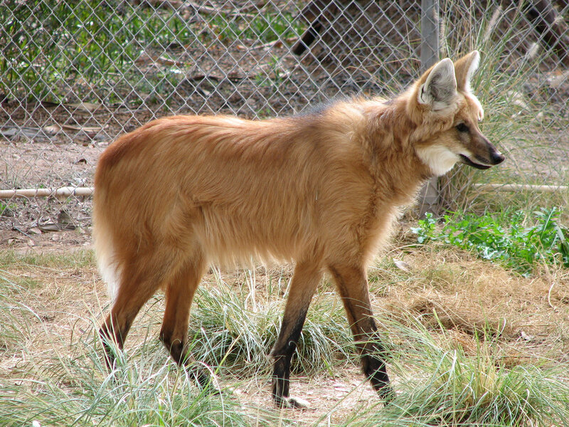 Maned Wolf in Enclosure