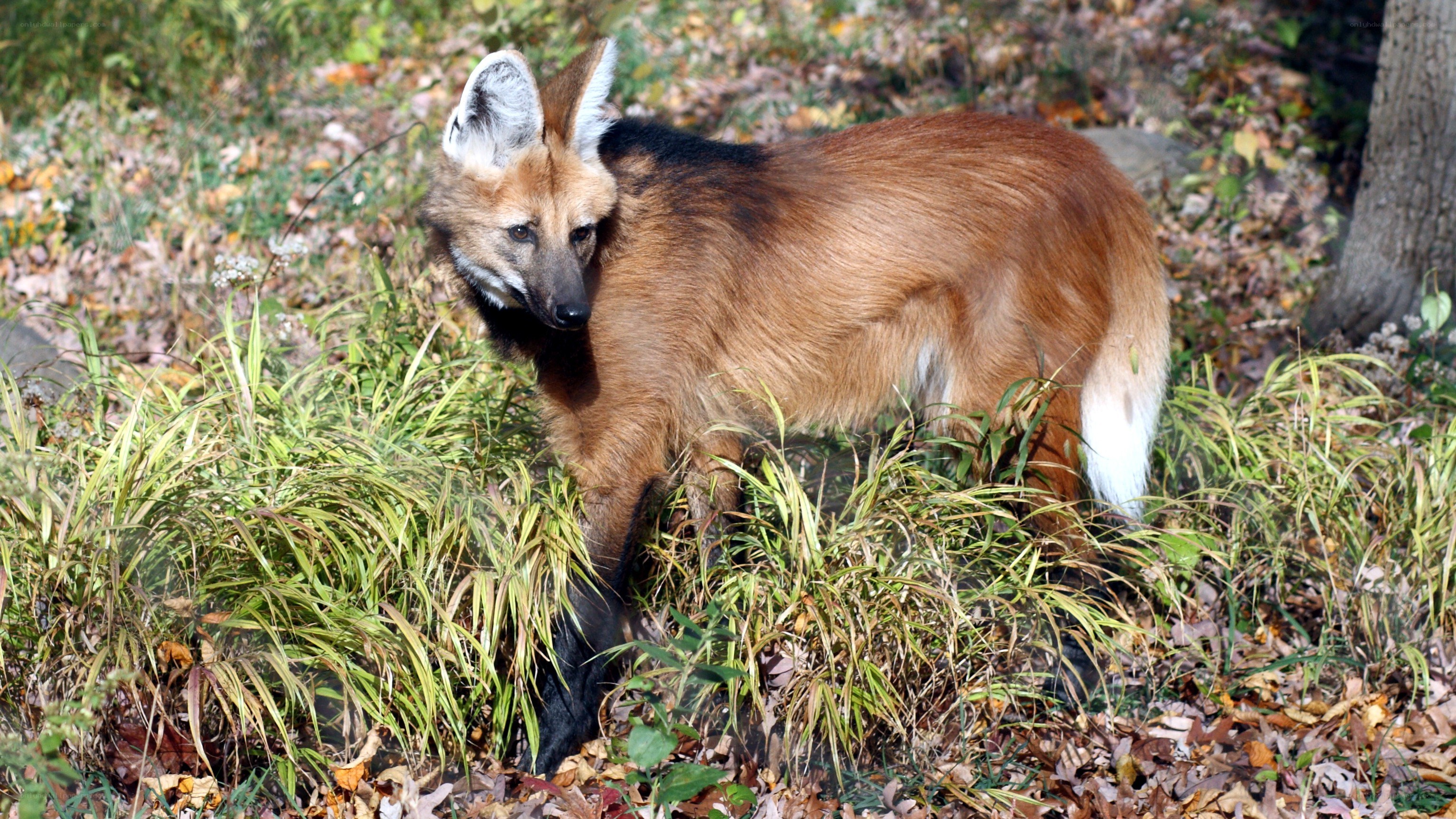 Maned wolf in forest