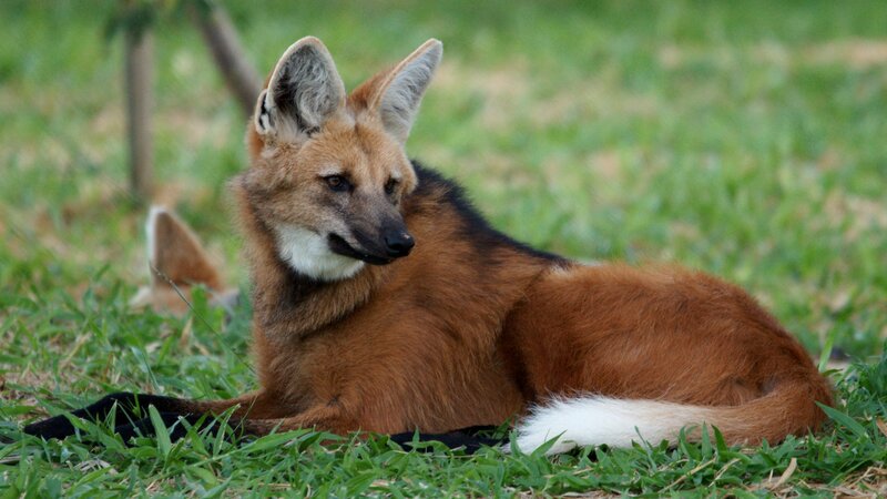 Maned Wolf in Grass — Brown
