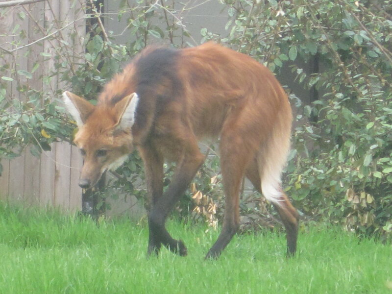Maned Wolf in Grass — Green