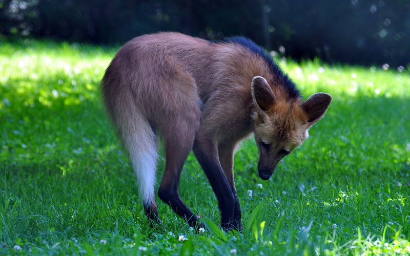 Maned Wolf in Grass