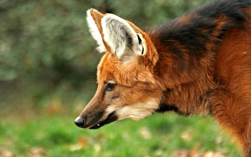 Maned Wolf in Profile