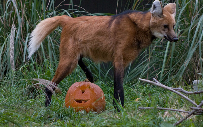 Maned Wolf Near Pumpkin