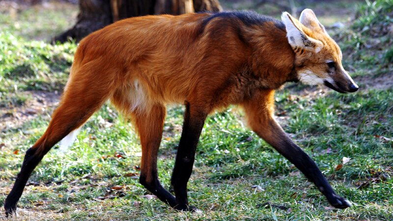 Maned Wolf Walking — Brown, Calm