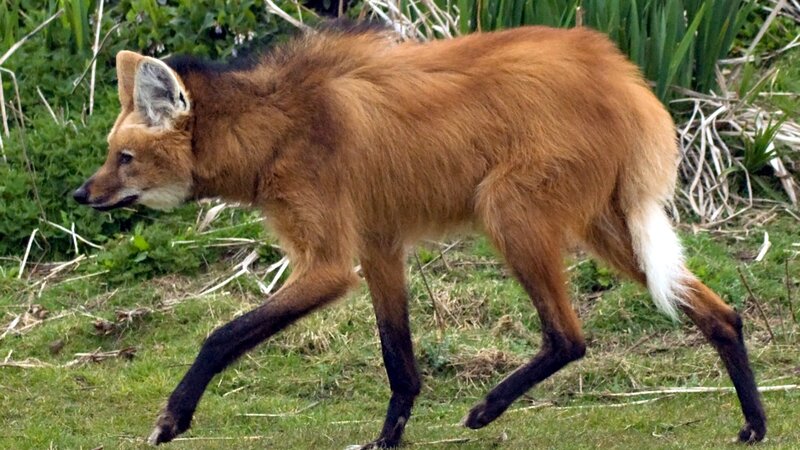 Maned Wolf Walking — Brown, Natural, Afternoon