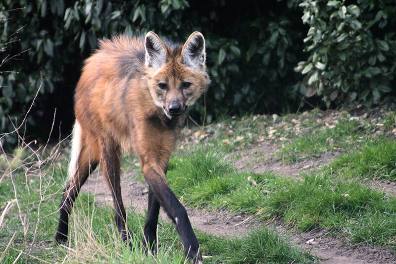 Maned Wolf Walking