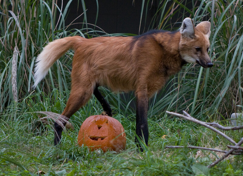 Maned Wolf with Pumpkin