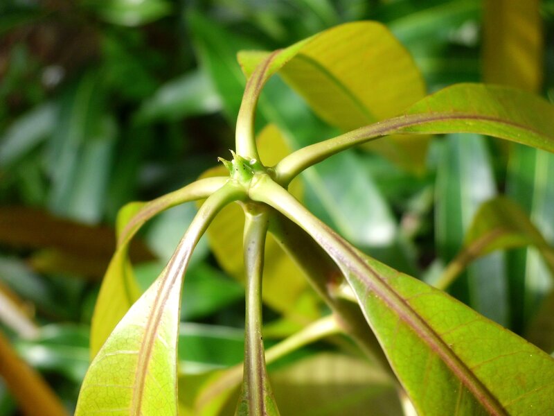 mango leaf cluster close-up